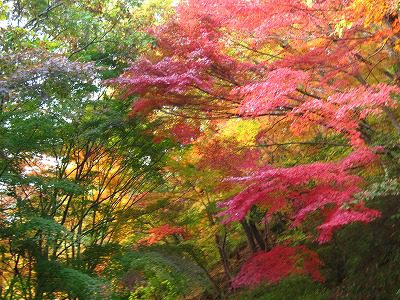 森林植物園の紅葉