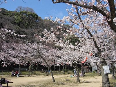 須磨寺の桜